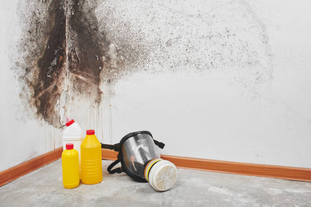 Best Emergency Mold Removal  in Sky Valley, CA