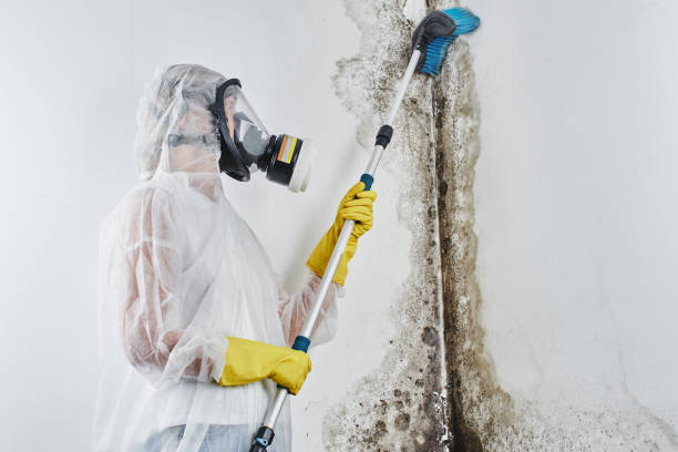 Best Commercial Mold Removal  in Sky Valley, CA