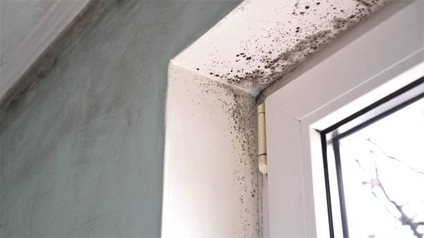 Best Certified Mold Removal  in Sky Valley, CA