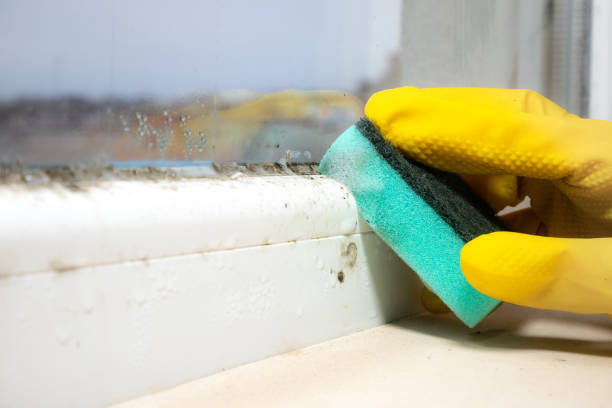 Best Residential Mold Removal  in Sky Valley, CA