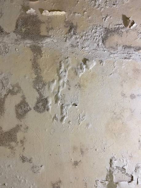 Sky Valley, CA Mold Removal Company