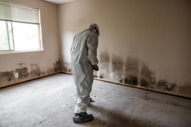 Best Mold Cleaning Services  in Sky Valley, CA